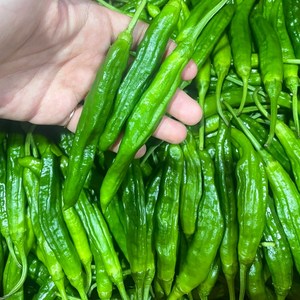 [농가신선] 국내산 꽈리고추 특상품, 1박스, 1kg