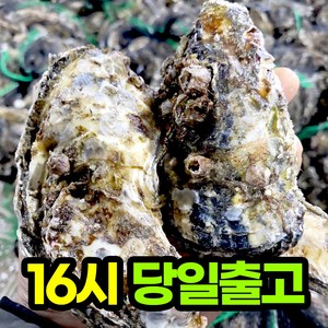 제철 석화 굴 생굴 당일발송 오늘주문 내일도착, 1개, 10kg