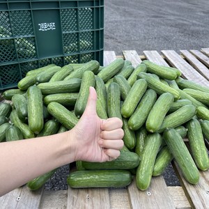 [산지직송][당일수확]스마트팜 다이어트 맛있는 미니 오이 스낵 오이 3kg 40개 내외, 3kg (40개 내외), 1개