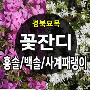[경북농원] 꽃잔디 백솔/홍솔 / 사계패랭이 50포트 판매, 꽃잔디_홍솔 50포트, 1개, 포트