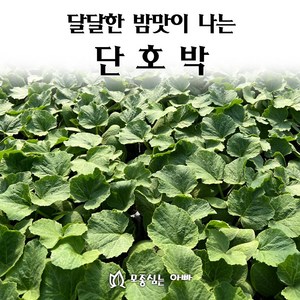 [모종심는아빠] 달달한 밤맛이 나는 단호박 모종, 모종25개