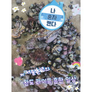 완도 자연산 보말 참고동 갯고동 삿갓조개 믹스1kg 소 1박스, 1개