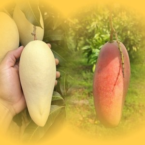 [프레쉬킹] 태국 골드 망고 남독마이 5kg 4kg 외, 골드망고 5kg (10-16과), 1개, 5KG(10-16과)