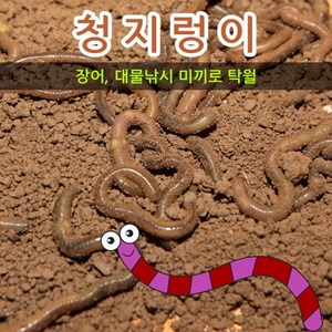 청지렁이(장어미끼 대물낚시), 청지렁이 일반, 1개