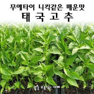 [모종심는아빠] 무에타이의 니킥같은 강렬한 매운맛 태국고추 모종, 6개