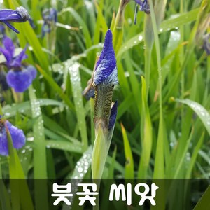 [해피플라워] 붓꽃 씨앗 30립 / 봄 여름 가을 파종 아이리스 꽃씨, 1개