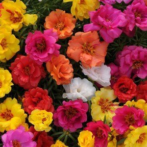 채송화 해피아워 컬러선택 (꽃씨앗/10립)마운드타입 Portulaca, 1개