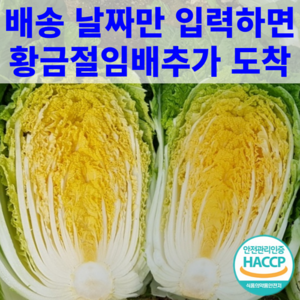 [예약발송] 해남 황금배추 항암배추 절임배추 20kg 황금(항암)배추를 천일염에 절여서 원하시는 날짜에 보내 드립니다