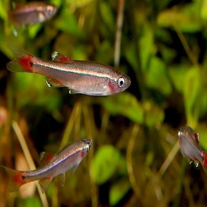 백운산 [10마리 - 2cm ~ 3cm], 1개, 10g