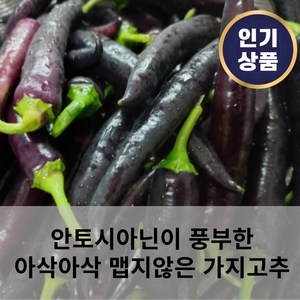 [재배농가직송] 강원도 무농약 가지고추 특 보라색고추 미인고추 미인보라고추 안토시아닌이 풍부 맵지않은고추 아삭아삭 천연인슐린 당일수확, 1개, 1kg