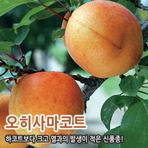 살구나무 묘목 신품종 왕살구 자가수정가능, 오히사마코트 접목1년생 특상묘, 1개