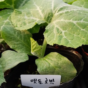 [모종모종]맷돌호박 모종 2주 (늙은호박)주문하시면 2주 드립니다, 늙은호박5kg, 5kg, 1개