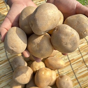 2025년 햇 국내산 포슬포슬 감자 중/대/특, 1박스, 대사이즈(90g-150g) 3kg