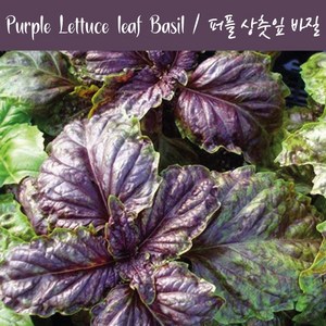 퍼플 상춧잎 바질키우기 Purple Lettuce Leaf Basil 바질 키우기세트 교육용 체험용, 1개