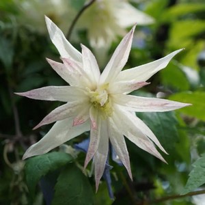 클레마티스 알비나 플레나 12cm 포트묘 여름꽃 덩굴식물 넝쿨식물 노지월동, 1개