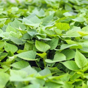 [발송일 지정]해남 달망 밤고구마 모종 종순, 1kg, 1개