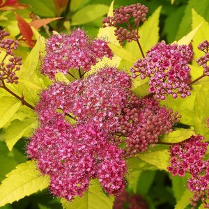 조팝나무 황금조팝 개화주 조경수 묘목 나무 H0.3 전후, 1개