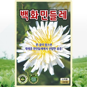 KS종묘 백화민들레 씨앗 100립 흰민들레씨 종자, 1개