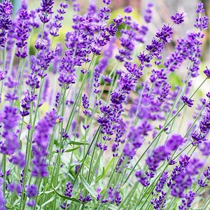 [모야모 꽃씨] 잉글리쉬라벤더 히드코트 1000립(대용량) 라벤더 허브 씨앗, 1개