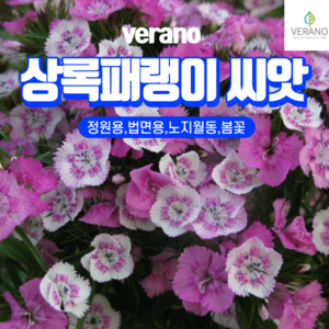 [조이가든] 야생화씨앗_상록패랭이 - 1kg, 1개