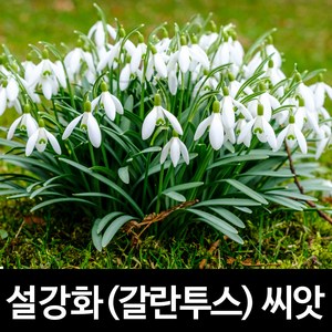 설강화 씨앗 갈란투스 종자 스노우드롭 꽃씨 씨 10알, 1개