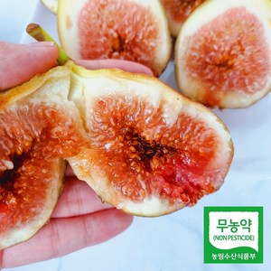 [무농약 인증] 영암 무화과 /품질보증제/당일수확/당일발송