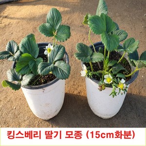 킹스배리 딸기 모종 (대왕딸기 15cm 큰 화분 1set =2주 ) 판매., 1개