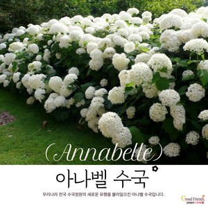 [굿프렌즈팜] 유럽 명품 아나벨수국(스트롱아나벨 핑크아나벨), C3화분 핑크아나벨, 1개