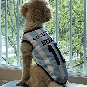 볼독 [이름각인가능]강아지고양이 나시티셔츠 중형견옷 대형견옷웰시코기옷 티셔츠, 아르헨티나(하늘색)