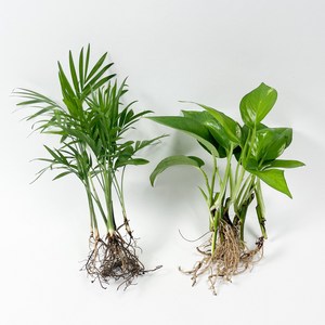 글라스가든 뿌리 세척수경재배 식물 개운죽 테이블야자 스킨답서스 몬스테라 행운목 실내공기정화식물 키우기, 16.하트호야, 1개