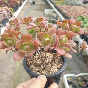 [수암다육] 아도데스 랜덤발송 Aeonium saundersii (Adodes) 다육 다육이 다육식물, 1개