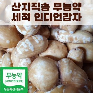 산지직송 국내산 세척 인디언감자 아피오스 콩감자, 1박스, 1kg(중)