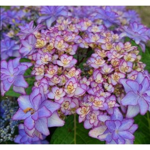 체르니 수국 /12cm포트/중소품/생화 수국화분 / 원예수국 / 봄꽃 여름꽃 / 선물용 화분 / 정원수 조경수 / 꽃과정원이야기, 단일수량