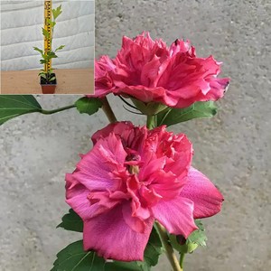 [서진스토어] 신품종 겹꽃 무궁화 나무 묘목 (프렌치카바레 레드 ) 4치포트 개화주, 1개