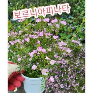 보로니아 피나타(Boronia Pinnata)/ 작그만한 예쁜방울이 톡톡 터지는 작은꽃 보르니아, 1개