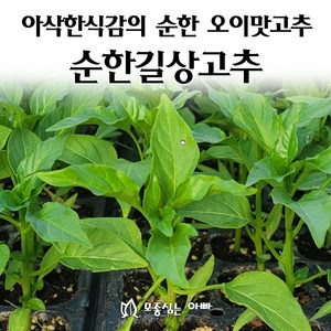 [모종심는아빠] 아삭한식감과 순한 오이맛이 나는 순한길상고추 모종, 5개