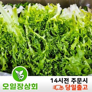 < 오일장 상회 > 국내산 치커리 쌈야채 2kg 4kg내외, 1개, 2kg내외