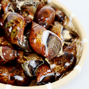 서해안 범고동 1kg 자연산 국산 고둥 급랭, 1개