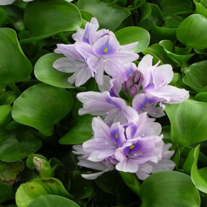 틔움해찬 부레옥잠 물배추 20주 SET 수생식물 물상추, 20개