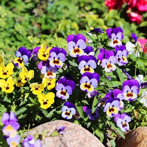 [모야모 꽃씨] 삼색제비꽃 30립 씨앗, 1개