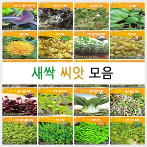 새싹 씨앗 모음 겨자 콜라비 배추 무순 양배추 홍화, 5. 새싹레드콜라비 12g, 1개