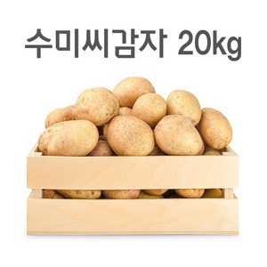 영진팜 강원도 대관령 왕산면 정품 씨감자 4kg 10kg 20kg 보급종 수미 두백 필대성, 수미감자(반찬용), 1개