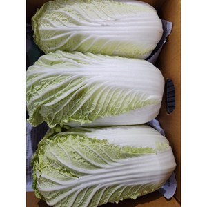 알배기 배추 1통 600g 내외 가락시장 경매 직송, 1개