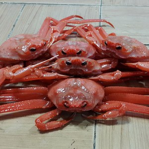 나라농수산 생물 고급 홍게 박달급 홍게 3kg 5kg, 생물고급홍게3kg, 1개