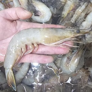 안면도 자연산 암대하 500g/1kg 자연산 새우 대하, 자연산_생물대하_500g(6~8마리)