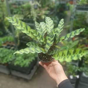 식물공장 칼라데아인시그니스 20~30cm 45 야생화 공기정화식물 관엽식물, 1개