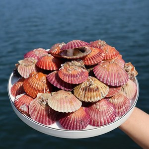 청정통영 제철 홍가리비 당일조업 캠핑 조개구이, 03_홍가리비 3kg(90미내외), 1개