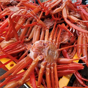 포항 구룡포 홍게 붉은대게 자숙 연지홍게 선주직송, 1개, 고급형 4kg(15-17미/수율90%내외)
