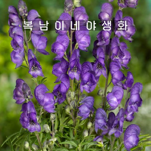 원예종 투구꽃 아코니툼 [2포트 복남이네야생화 모종 아코니툼 aconitum], 2개