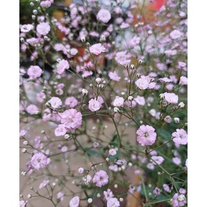 행복한꽃순이//분홍겹안개꽃/노지월동, 1개